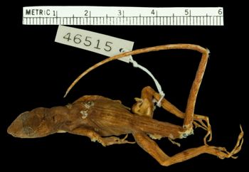 Media type: image;   Herpetology R-46515